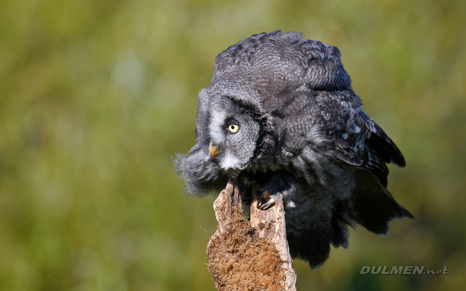 Great grey owl (Strix nebulosa)